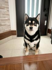 「うっかり散歩と言ってしまった」結果→玄関の土間でスタンバイする柴犬　このあとどうなった？