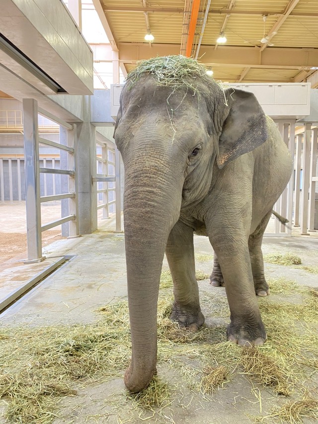 『これあげる！』ゾウが長い鼻で飼育員さんに渡したものは？「初めて見た！」「お利口さん」