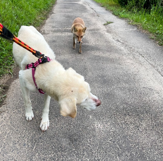 愛犬との散歩にいつもついてきたキツネ一家　その母キツネが目の前で交通事故死「ゆっくり走ろう」看板設置した人の思い