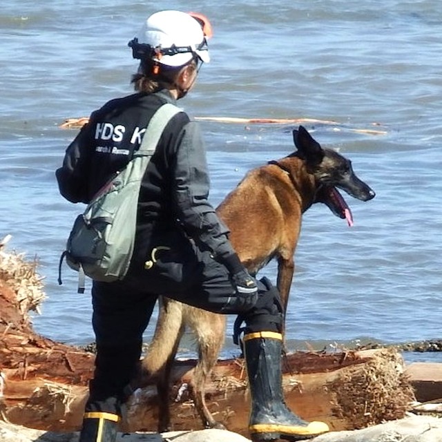 多くの救助犬が能登半島の豪雨被災地に出動　災害大国が考えるべき問題と救助ロボットに優る「救助犬の能力」とは？