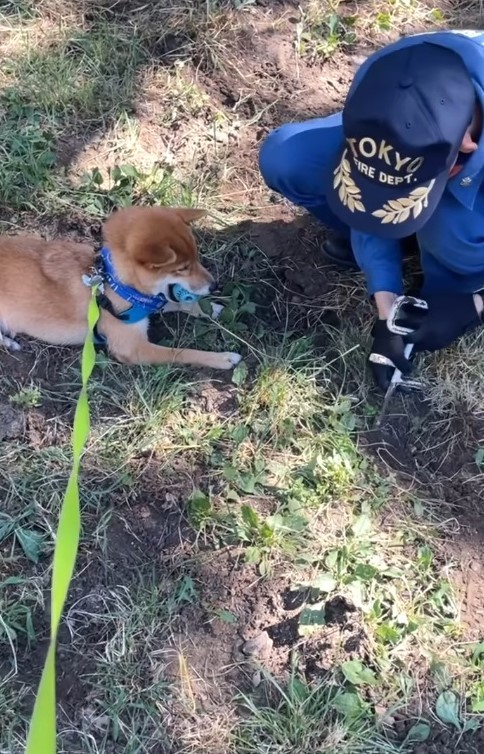 「ここ掘れわんわん」消防署員さんの穴掘りを監視する柴犬さん　「厳しい現場監督ですね」