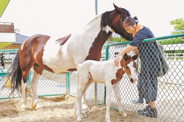 牧場である日突然、子馬が誕生した！？ 太っていると思ったら実は妊娠していた牝馬…見回りの職員が発見「ただただびっくり」