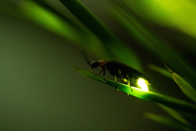 全然違う生き物みたい…沖縄に生息するホタル、雌雄の差に衝撃「雌は茹でたエビっぽい」「イモムシにも見える」