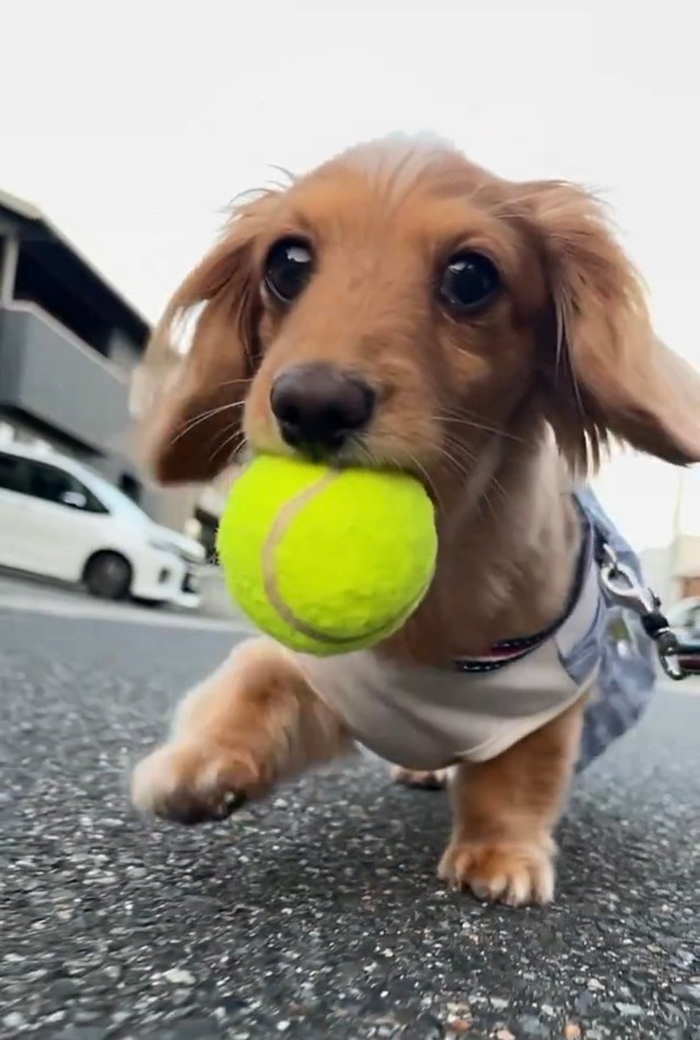 「小走りをスロー撮影」された犬さんに「ヨチヨチ感が堪らない」「やば！あんよ可愛い」