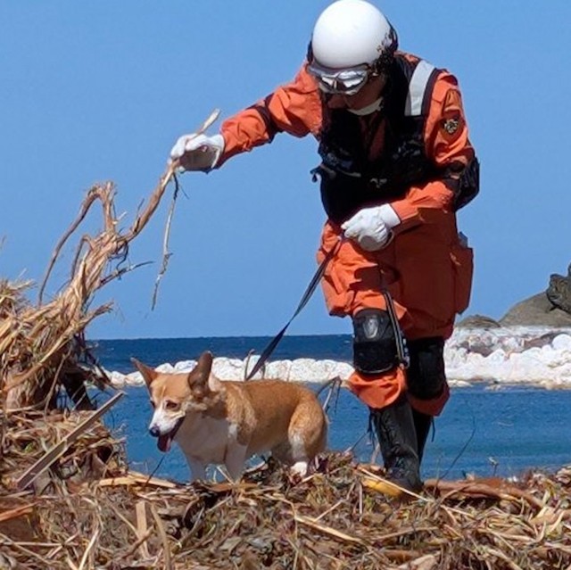 「救助犬にコーギーが！」能登半島豪雨災害の被災地に出動した救助犬たちの姿に感動の声「小さい体でがんばってる」「犬がいると治安上の貢献も」