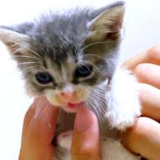 初めて猫を飼う夫が名付けた保護猫・銀ちゃん　迎えて夫婦の暮らしは一変　妊娠中の妻に寄り添い、家族の絆が深まった日々