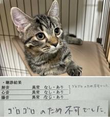 愛猫が聴診を受けると『肺音と心音が聞こえない』との結果が…その意外すぎる理由に「これは仕方ない」「ネコエンジン絶好調w」と24万いいね