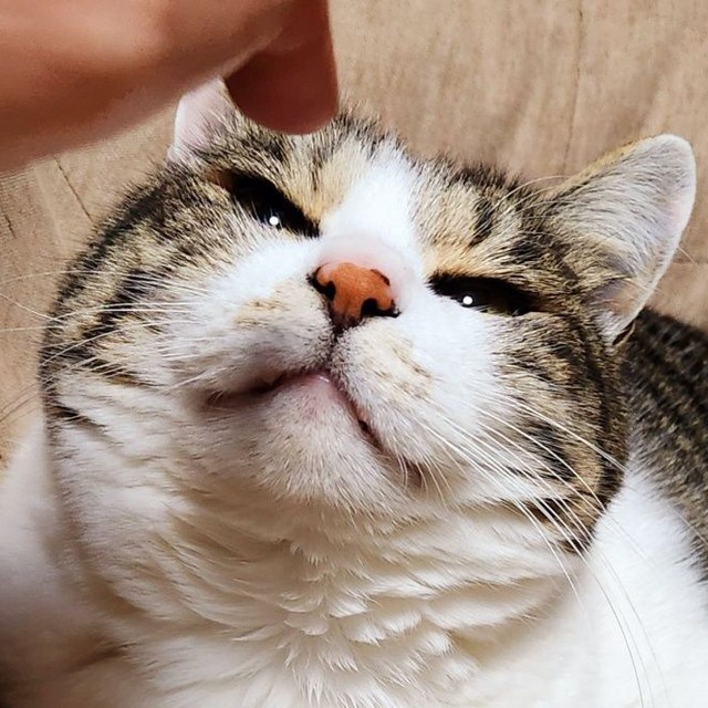 「この子は贈り物なのかも」誕生日に神社で見かけた子猫　保護から8年…甘えん坊に成長した猫が家族にくれた“ぬくもりの日々”