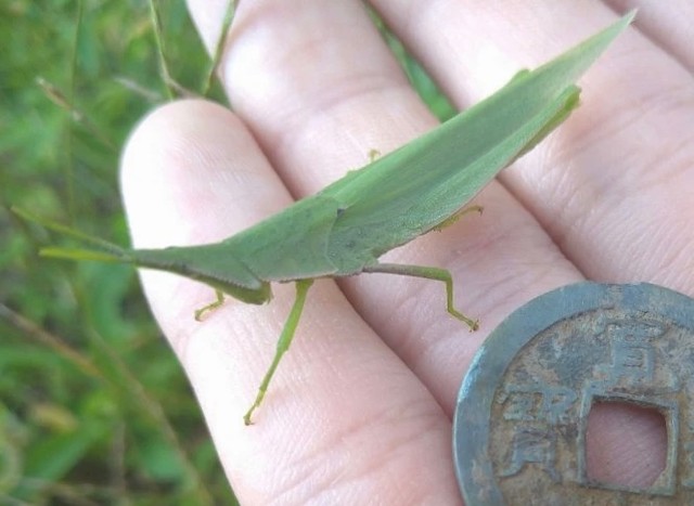 野外で生物を探していたら…寛永通宝を発見！ 薄汚れた金属部品と思いきや「お宝発掘って感じ」