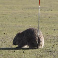 「おしりのかゆいウォンバット」オーストラリアで撮影された野生動物にキュン♡　キャンピングカー暮らしの日本人女性に聞いた