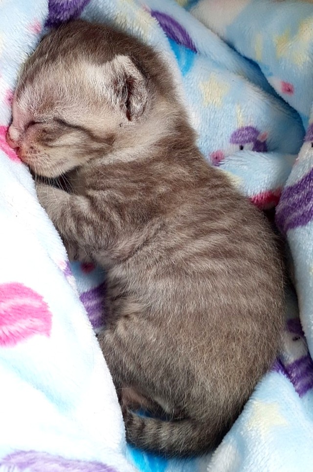 駐車場で出会った生後2週間の子猫…夏休みの子どもたちが力を合わせてお世話　哺乳瓶からのミルクも一苦労…今ではすっかり家族の一員に