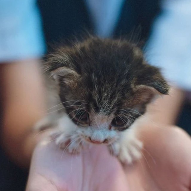 小6娘「拾った子猫をどうしても飼いたい」→「突然家族が増えました」その後どうなった？