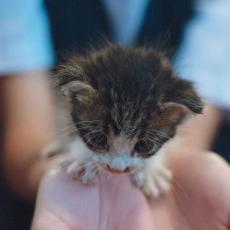 小6娘「拾った子猫をどうしても飼いたい」→「突然家族が増えました」その後どうなった？