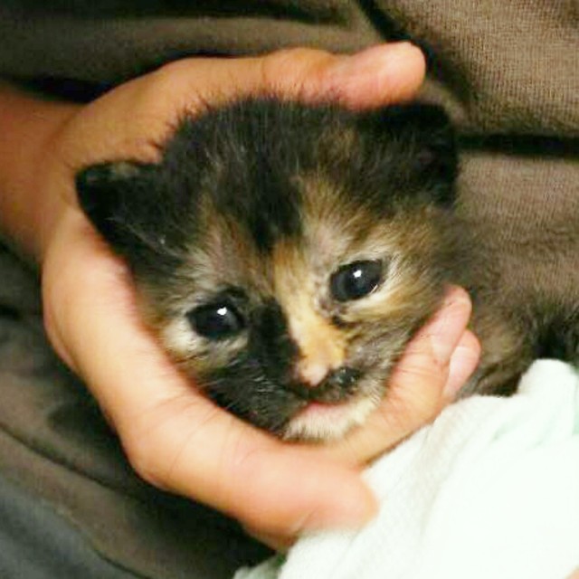 「私の大切な娘です」壁の隙間に落ちて鳴き叫んでいた子猫を救出　負傷で片目を失ったけれど…サビ柄の素敵なレディに成長