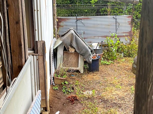 庭の犬小屋に住み着いた野良猫「放っておくと命の危険がある」病をきっかけにお迎えを決断　保護から1年…今では“甘えん坊な家族の一員”に