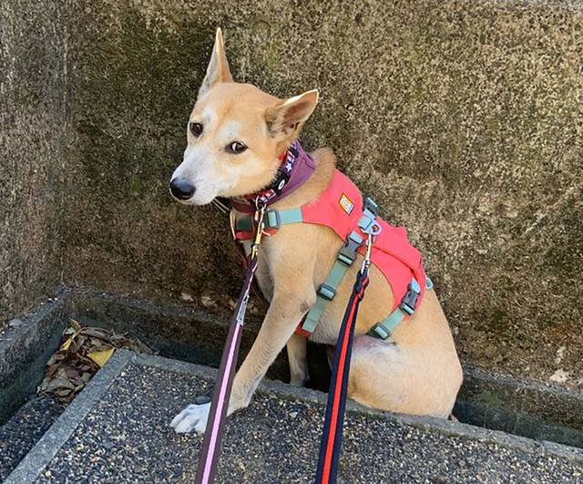 ケージに閉じこもったままの元野犬　人間との生活が怖かったんだね　預かりボランティアと過ごした4年　幸せはすぐそばにあった