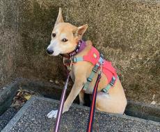 ケージに閉じこもったままの元野犬　人間との生活が怖かったんだね　預かりボランティアと過ごした4年　幸せはすぐそばにあった