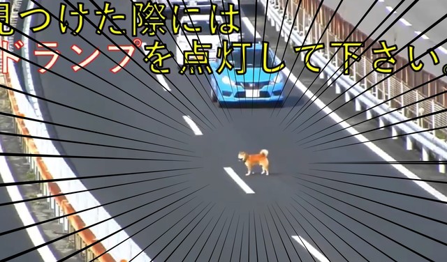 柴犬が高速道路に！車が行き交う4車線ウロウロ…犬は無事だった？運転手はどう対処する？NEXCO中日本や警察に聞いた