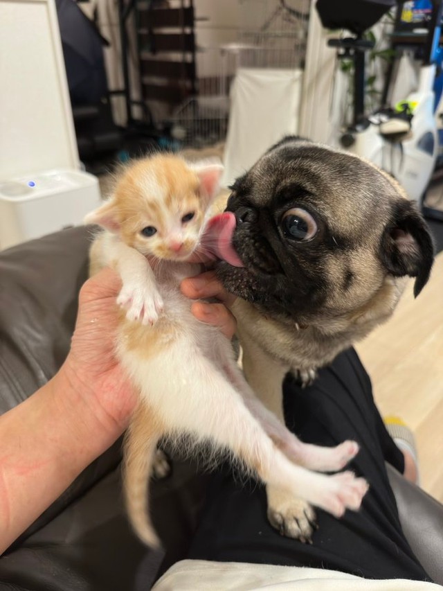 子猫が鳴くとすぐに駆けつけるパグ　お母さんのつもりなのかな？「胸が熱くなりました」と反響