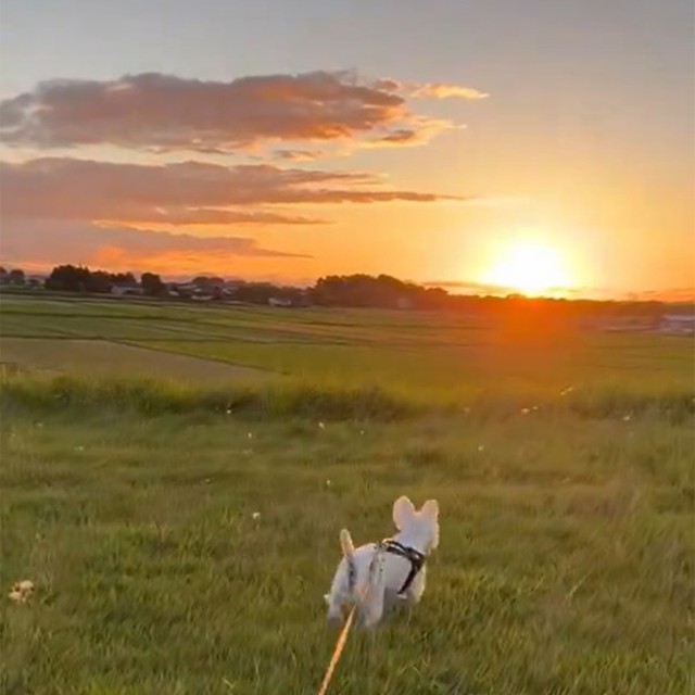 きれいな夕焼けに向かって駆けていく犬さん　映画みたいな光景に「見るだけで幸せな気持ちに」「癒されました」と反響