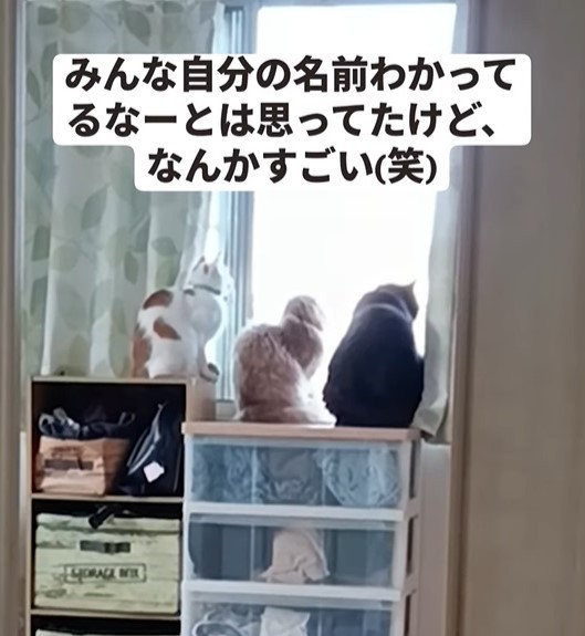 窓辺で外を眺める3匹の猫さん、名前を呼ばれて1匹ずつ振り向く様子が話題に「言葉理解してる」「賢い」