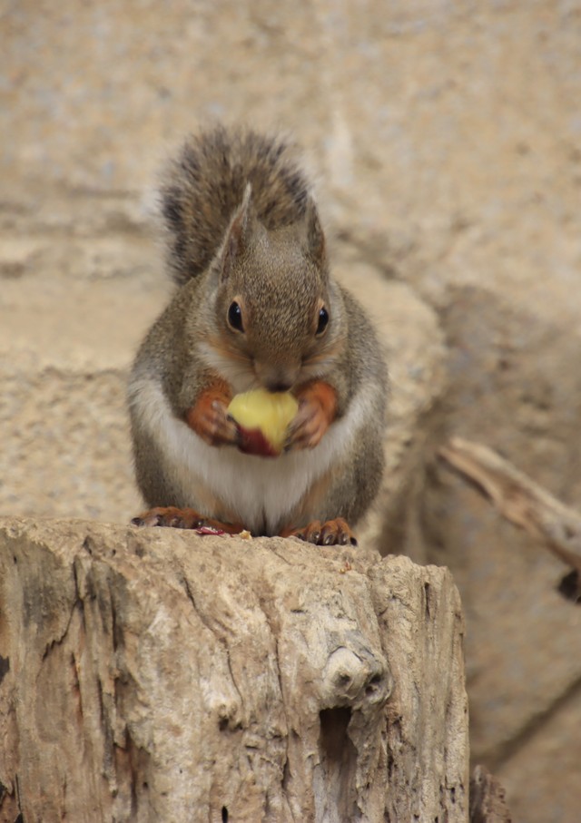 吊り橋の「縄」を次々と持ち去るニホンリス…クチコミ（？）で仲間に拡散された？　動物園に聞いてみた