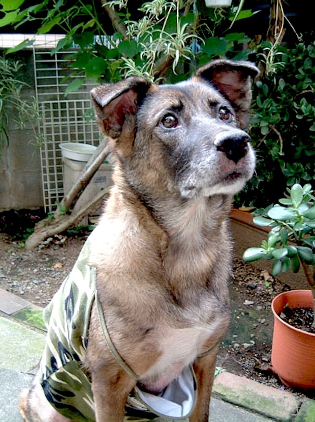 タラは引っ越しトラックから捨てられた犬だった…元飼い主を待ち続けた公園で虐待され妊娠させられた愛犬の過去「どんな酷い飼い主のことも犬は…」