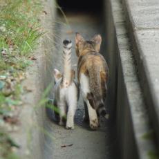 「こんなに良い背中、人生で二度と撮れるだろうか」猫の親子の後ろ姿に反響、投稿主は「今一度、人と猫との関わり方を考えるきっかけに」