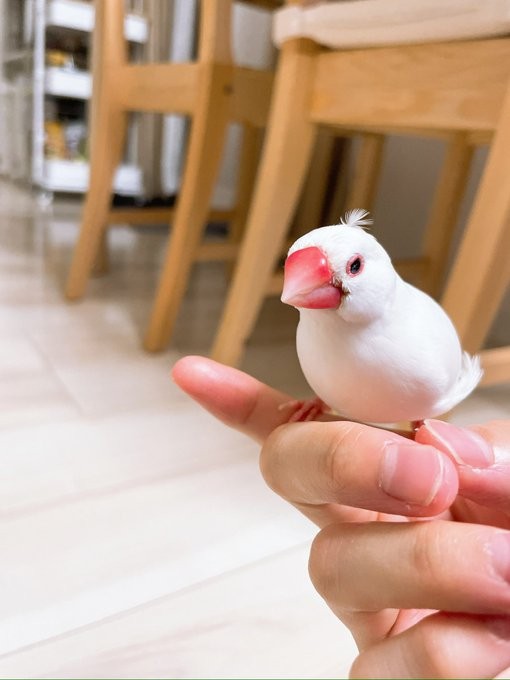 寝転んでスマホ見る飼い主の「袖」にもぐりこむ文鳥さん「いい場所見つけましたね」