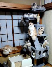 8匹の猫がキャットタワーに大集合、まるで猫のショールーム「指定席ですか？」飼い主も「すごい！」