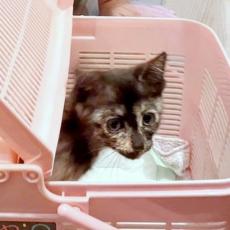 子猫がSOS！ ネズミ取りの粘着テープに絡まっていたところを保護→SNSで運命の飼い主さんと出会い幸せに