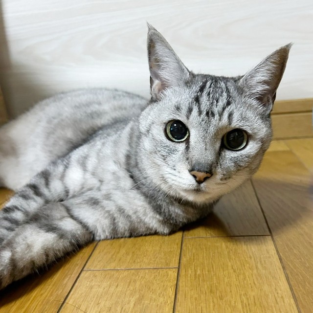 東日本大震災をきっかけに出会い…家族の宝物となった保護猫、「明るい未来になるように」歩んだ13年