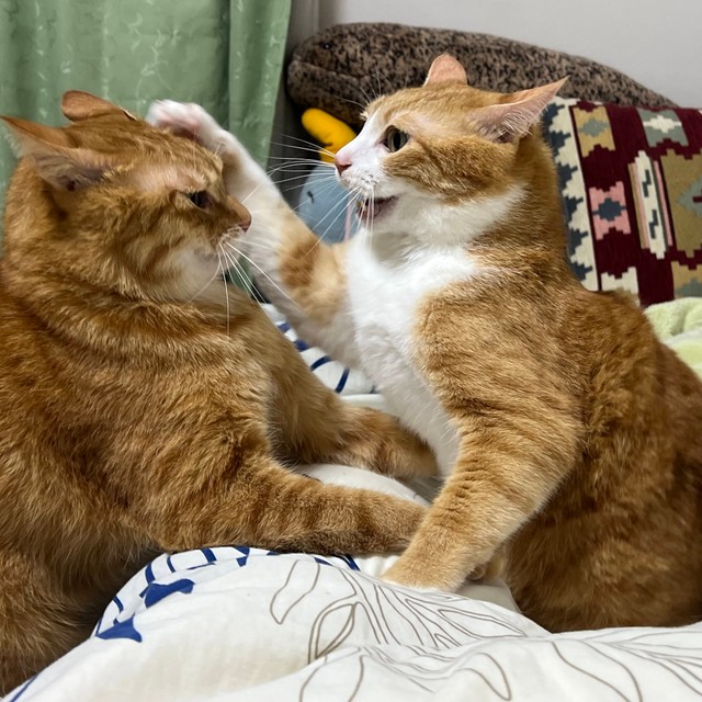 飼い主「もう寝たいんで、足の上で揉めないでください…」願いはどうなった？ケンカするほど仲がいい猫