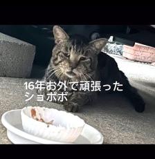 「保護して1ヶ月、優秀な家猫になりました」猛暑で痩せて傷だらけだった野良猫「顔つきが変わってる」