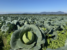 ついつい農薬散布をサボった結果…無農薬で野菜を育てることの困難物語る写真が話題に