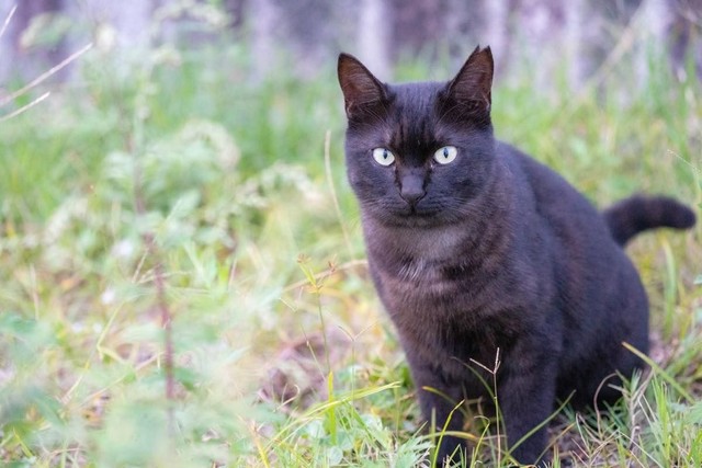 近隣トラブル招く野良猫への餌やり　京都市の「まちねこ活動」が解決のヒントに【弁護士が解説】