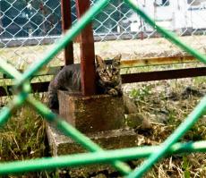 「食べ物ください」すがるように鳴く小柄な猫　来る日も来る日も同じ場所で助けを求めた　「家族に迎えよう」発見者は心に決めた