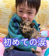 保護された子猫との別れに4歳息子が号泣、こんなガチ泣き初めて…なぜ？「愛していたんだね」