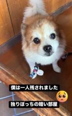 「一人暮らしの婦人が亡くなりました」3日間、遺体に寄り添った犬を保護「悲しそうな顔で震えていた」