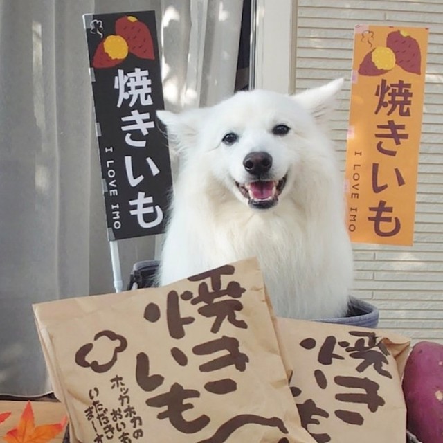 【豹変！】可愛い犬の焼きいも屋さん→予想通りの結末に…「売り子さんも知っておかないと！」「勢いがすごい」