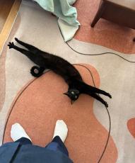 猫が見事な「伸び」で飼い主に「いってらっしゃい」　毎日のルーティンが可愛い