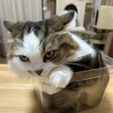 「凶悪な顔の猫が箱に立てこもり…」いったい、どうした？飼い主さんに聞いた