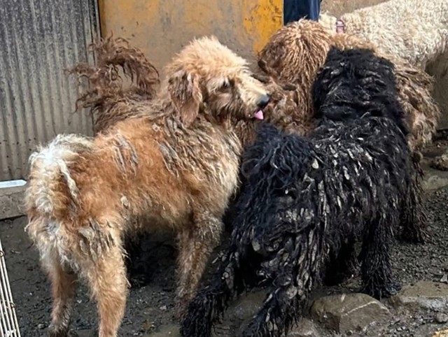 保健所の指導に従わず引き渡しを拒否　多頭飼育崩壊の犬たちを苦しめるブリーダー　身勝手さへの怒りを押し殺しワンコたちの幸福を最優先