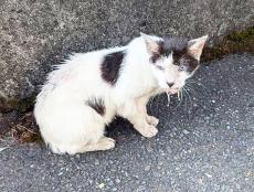 猫のエサやりをしていたリサイクルショップが移転　店舗跡から動かない1匹は猫エイズ陽性だった