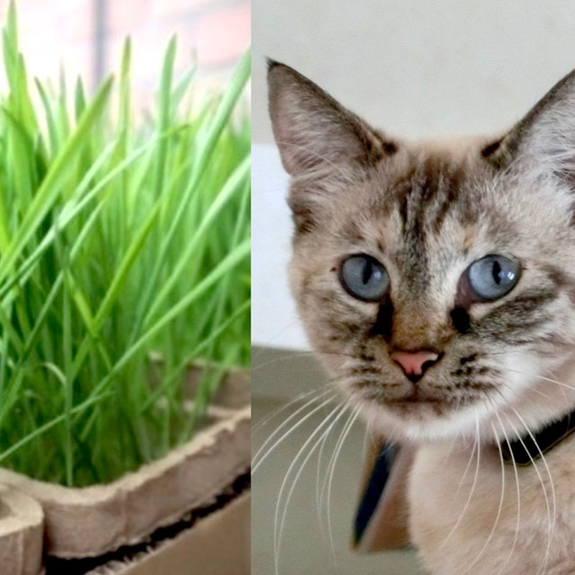 猫が「猫草」を食べる意外な理由←獣医学博士の研究結果「ねこ医学会」も注目