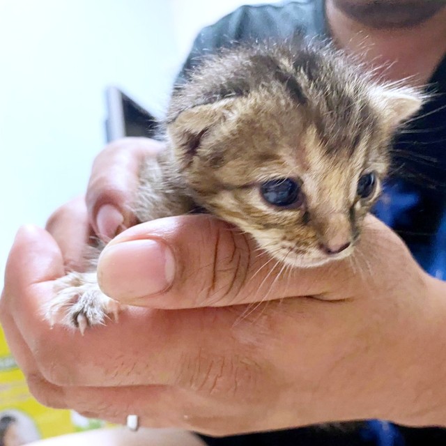 深夜、川に落ちた子猫　連れて帰ると夫「どうするんだ」→夫メロメロ、ゴロゴロすりすり甘えん坊に