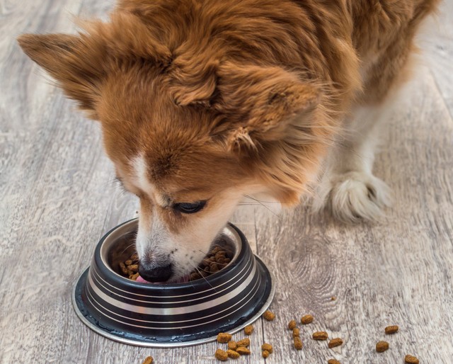 「ステーキを食べさせたら奇跡が起きた」終末期の愛犬に「特別なご飯」をあげると元気になる？【獣医師が語る“本当の意味”】