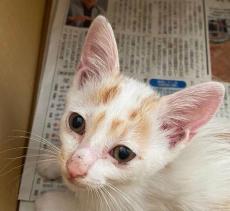 「ごはん早くちょうだい」のチョンチョン攻撃！ かつて震えていた元保護猫が見せる甘えん坊ルーティン　家族全員がメロメロに