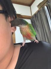 近すぎて耳がキーン！ 飼い主の耳にくちばしを突っ込み鼓膜直撃…インコの“ゼロ距離愛”に大反響 12万いいね