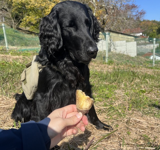 手袋やスリッパ、薪まで運ぶ…ワイン畑で手伝う犬→ご近所関係にも変化が　バイト代にはステキな好物を